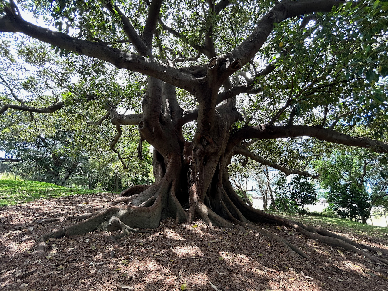 Roots Fly (from Boulder to Austin and beyond)!