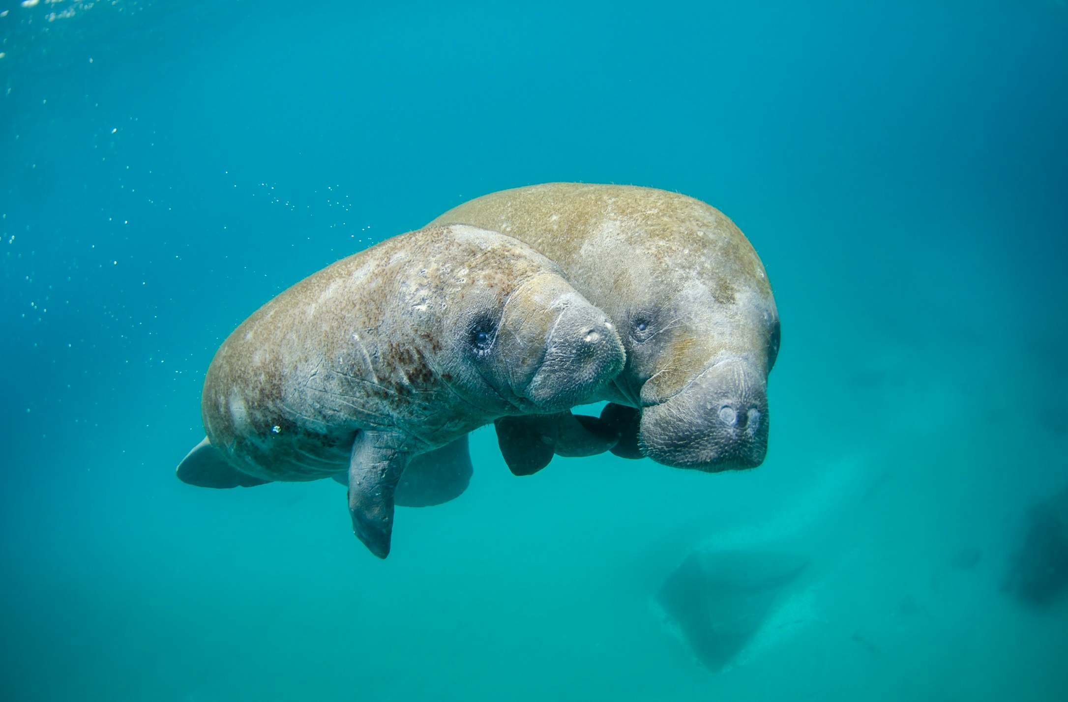 Manatee Medicine: Willingness to Receive